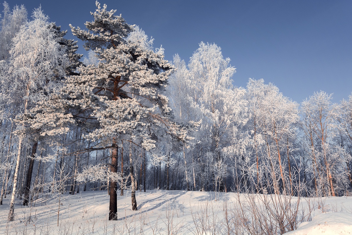 Зимняя прелесть! (2)