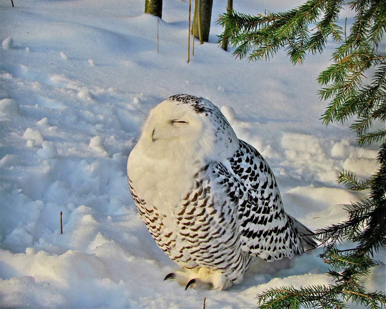 Мороз и солнце день чудесный
