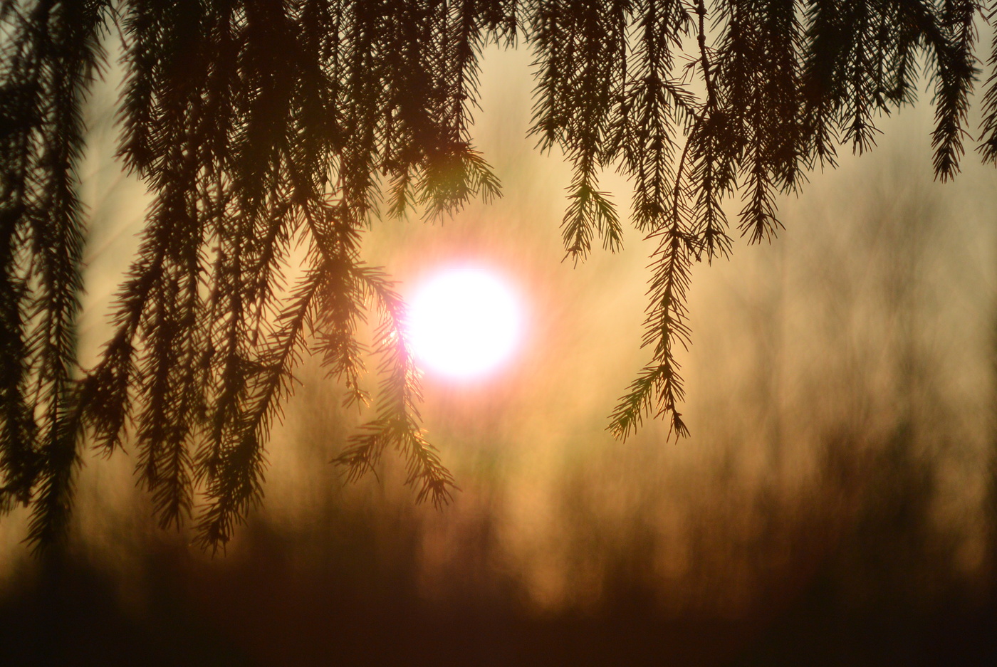 Новый год прошёл,а игрушки на ёлке остались.