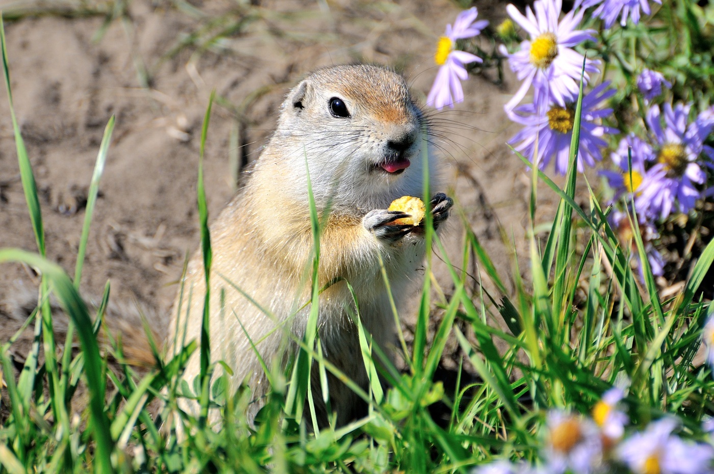 Суслик. Обед.
