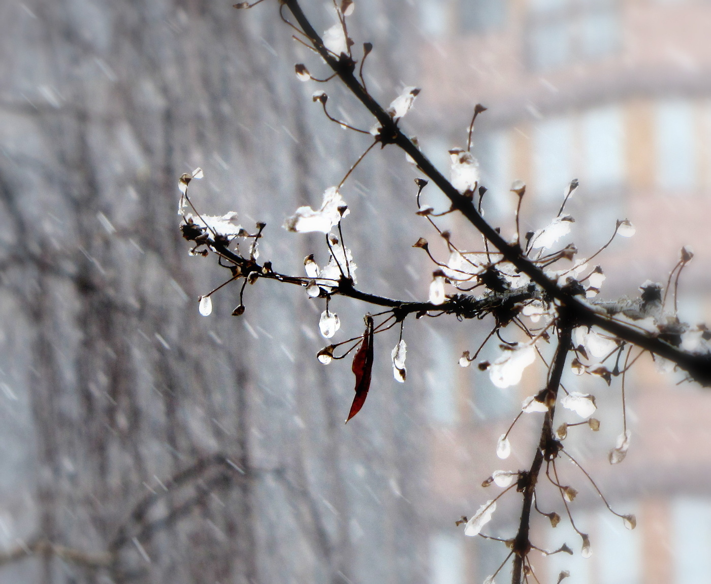 *Зимние причуды**