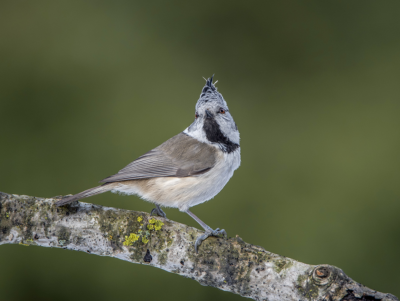Гренадёрка.