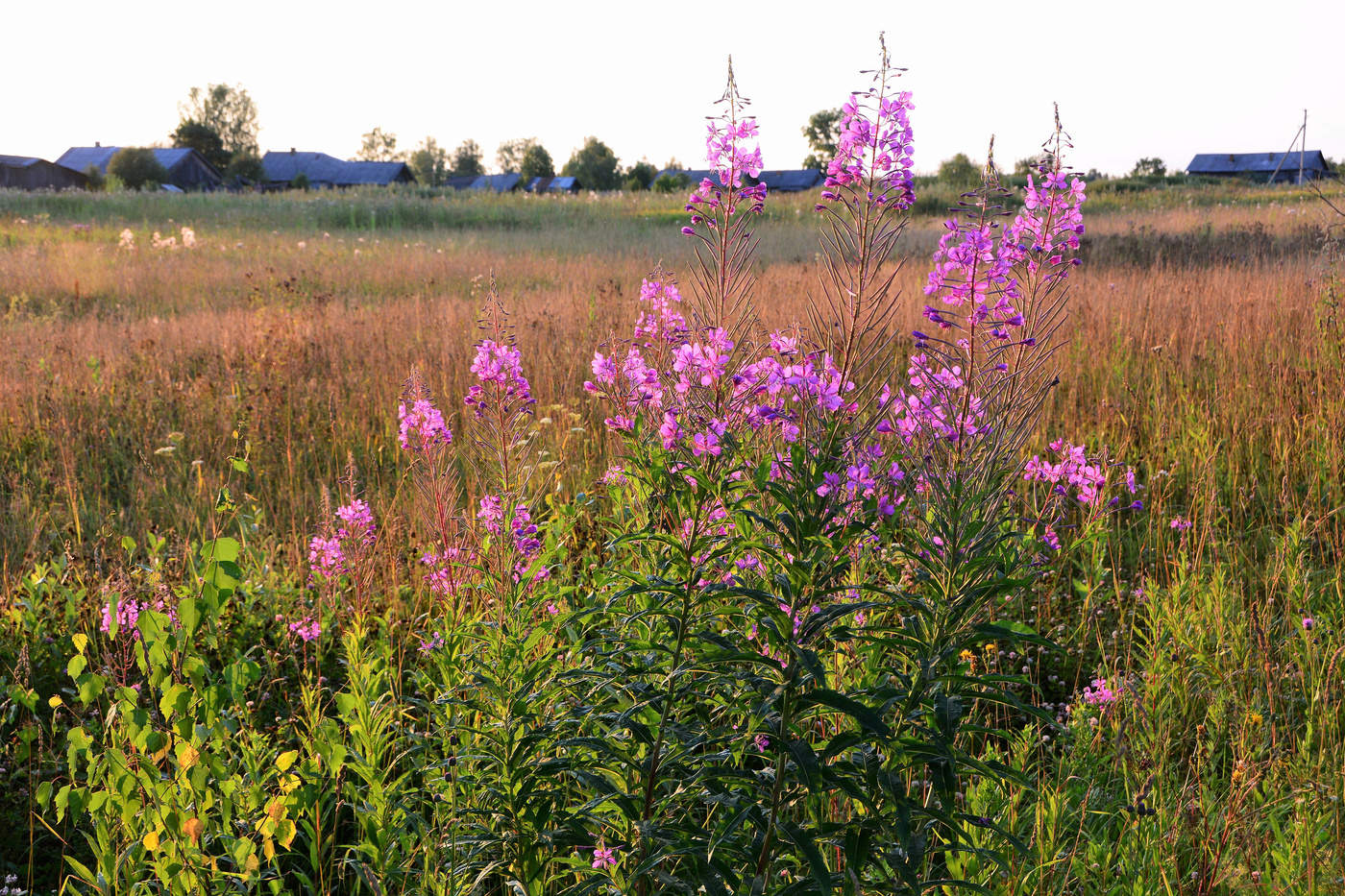 "Цветы мне говорят прощай..."