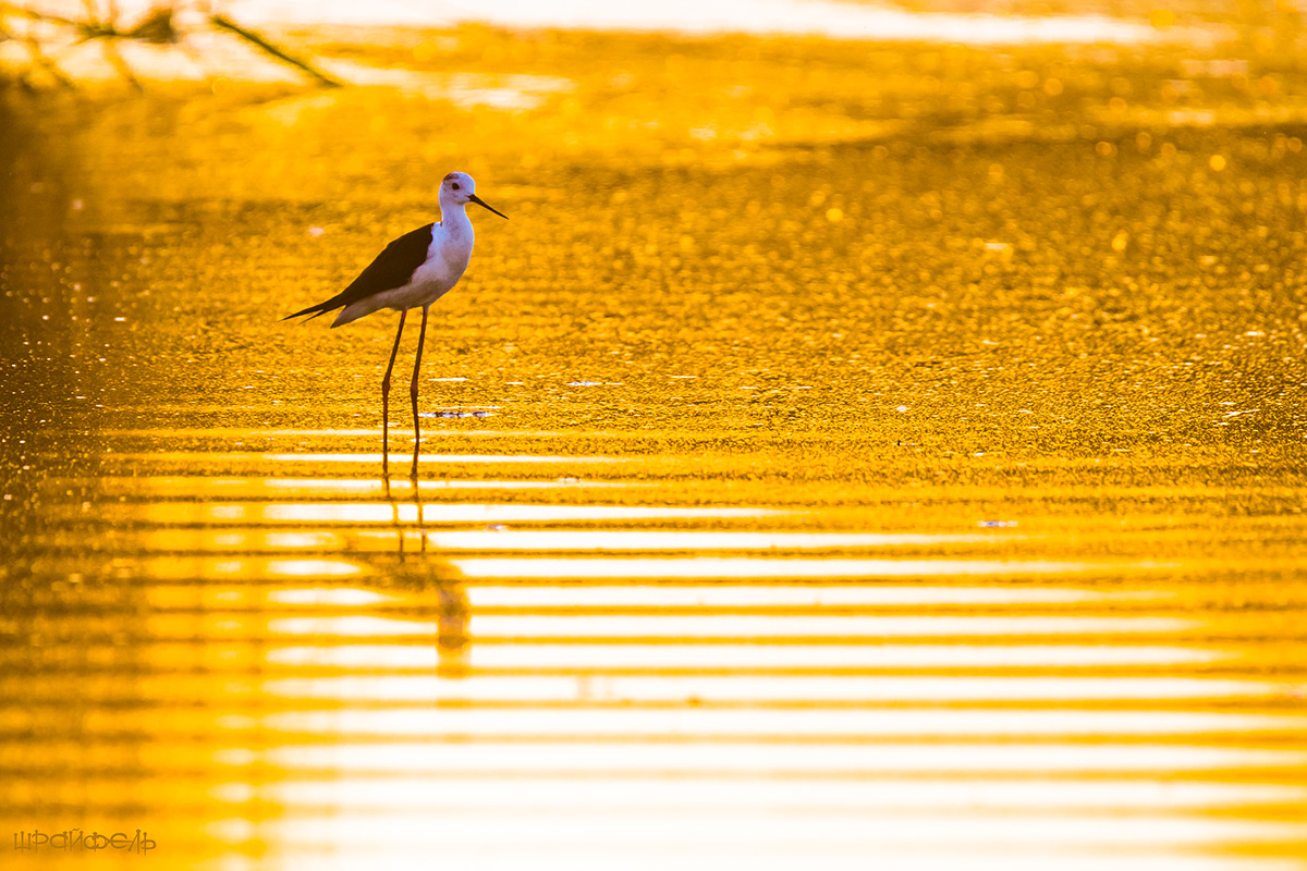В закатном золоте