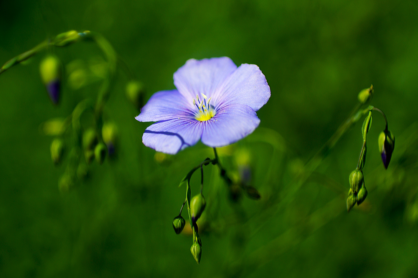 Льняной поретрт