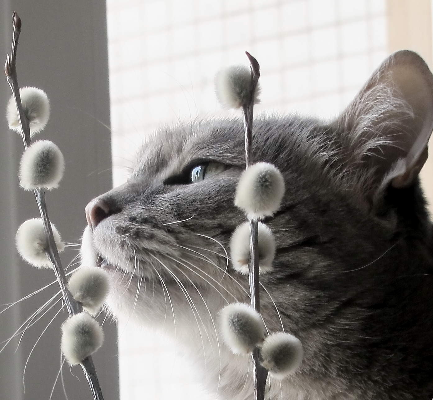 Весна Ля- Мур- Мур- Мур...