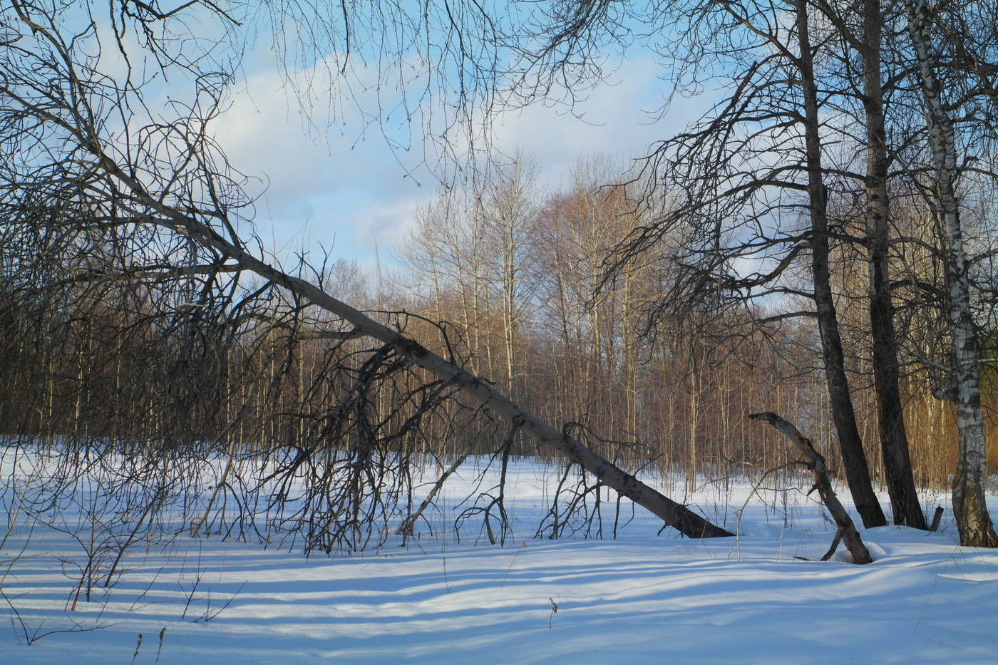 Краски февраля.