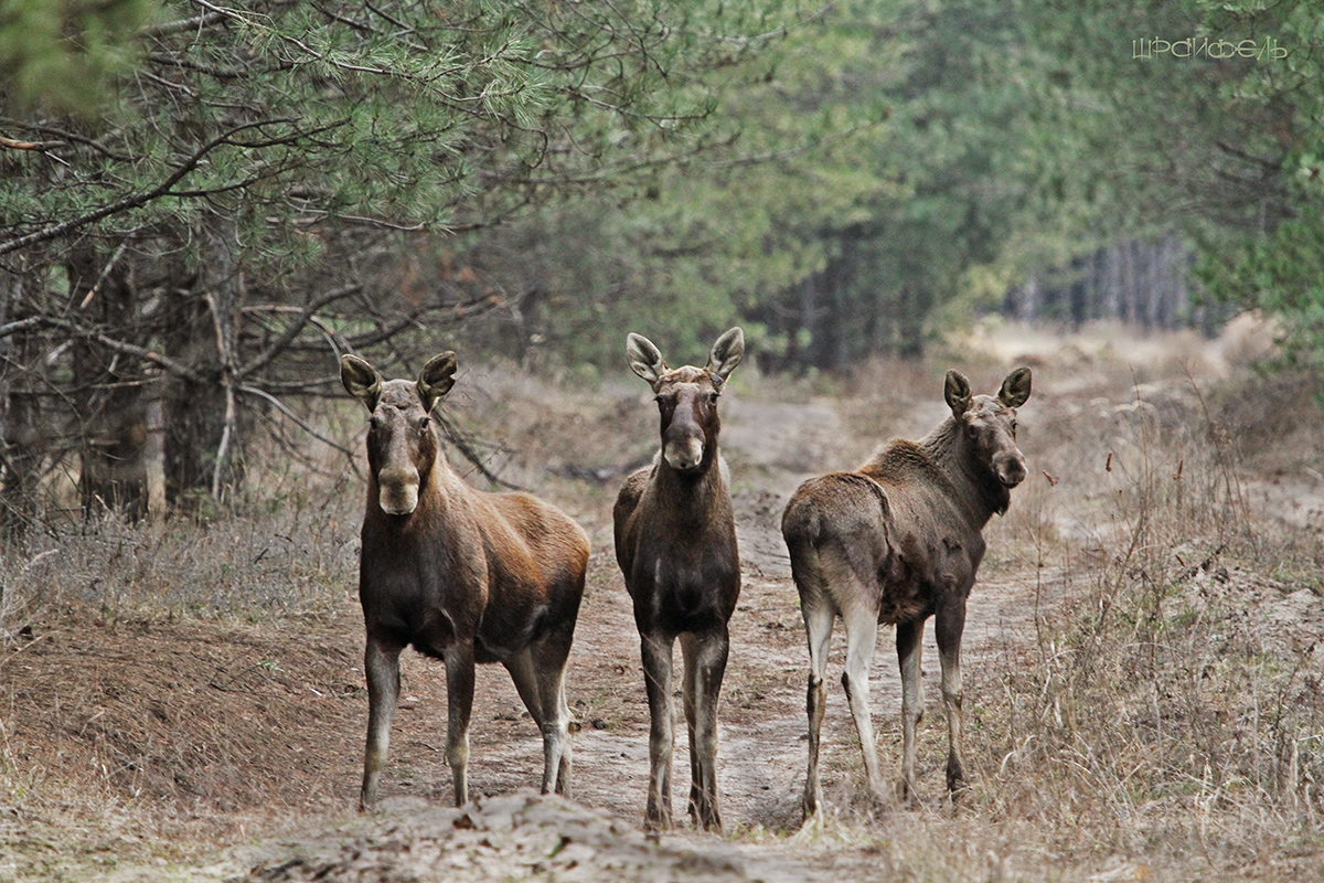 Три богатыря