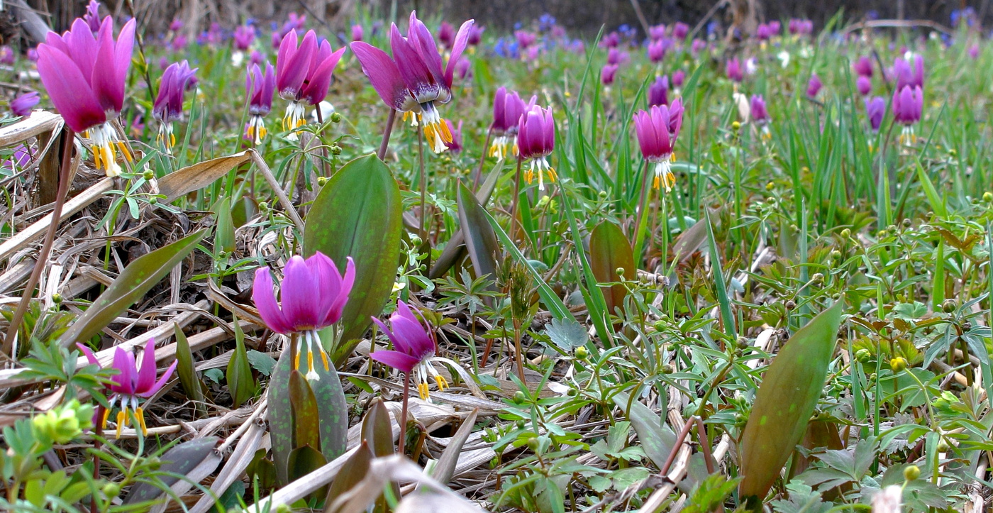 Была цветущая весна и вновь все повторится