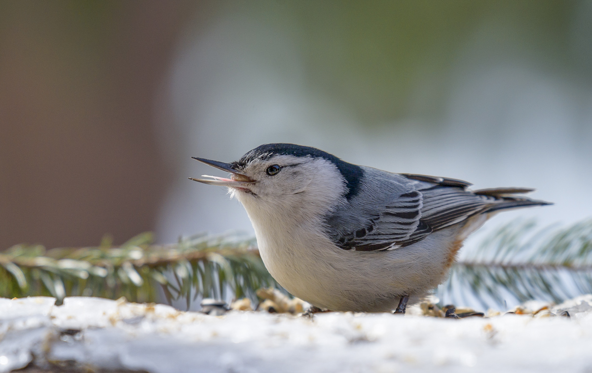Поползень~White-breasted nuthatch