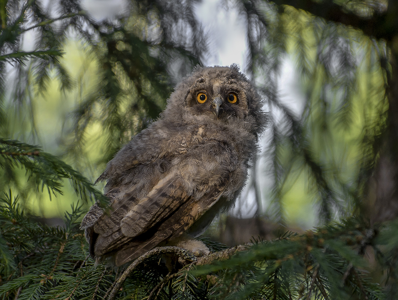 Желтоглазый.