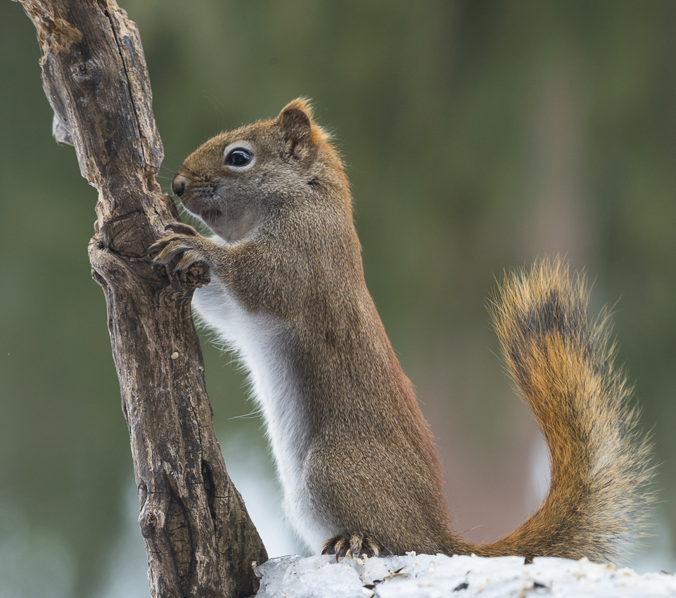 American red squirrel ~ Красная белка