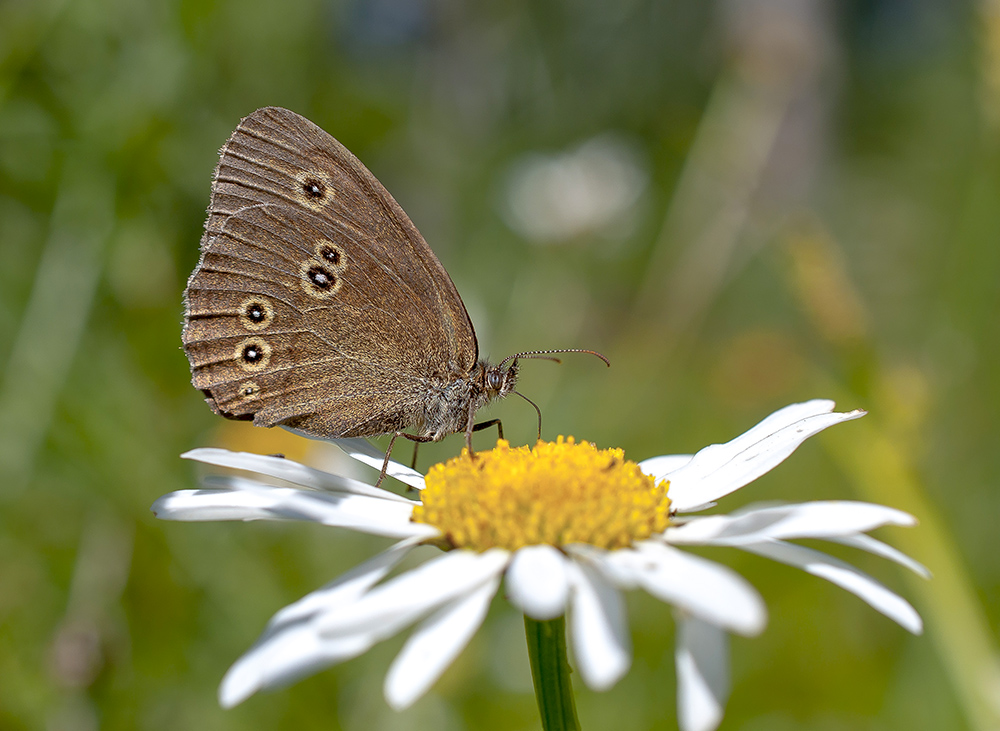 Скоро лето...