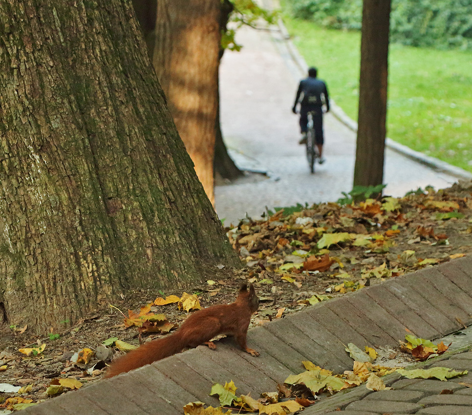 Возвращайся скорее! ... и орешки не забудь!