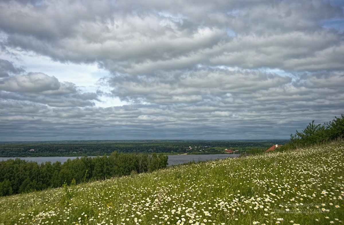 Ромашковый луг