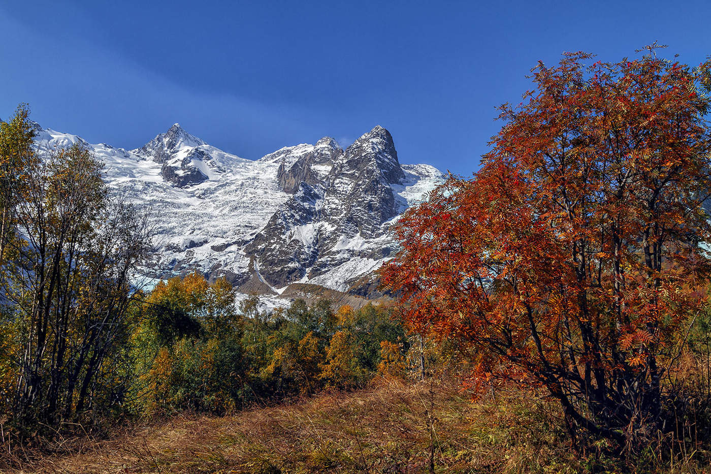 Рябины куст