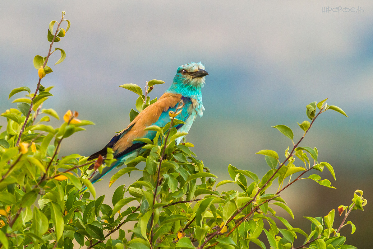 Сизоворонка