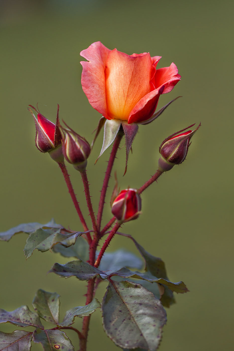 Дорогие наши женщины, поздравляем вас с праздником 8 марта!
