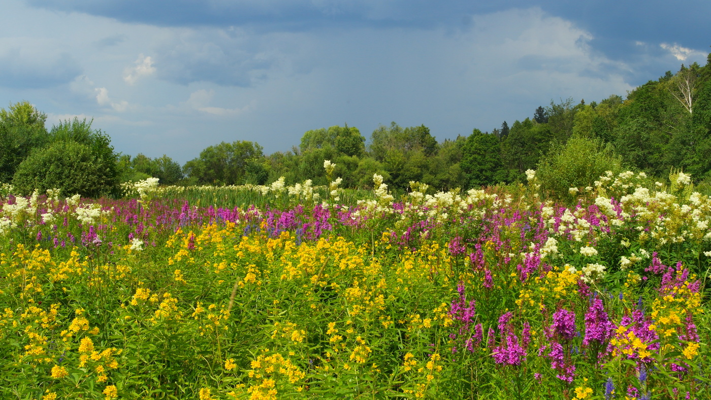На 8 марта принято дарить женщинам цветы...