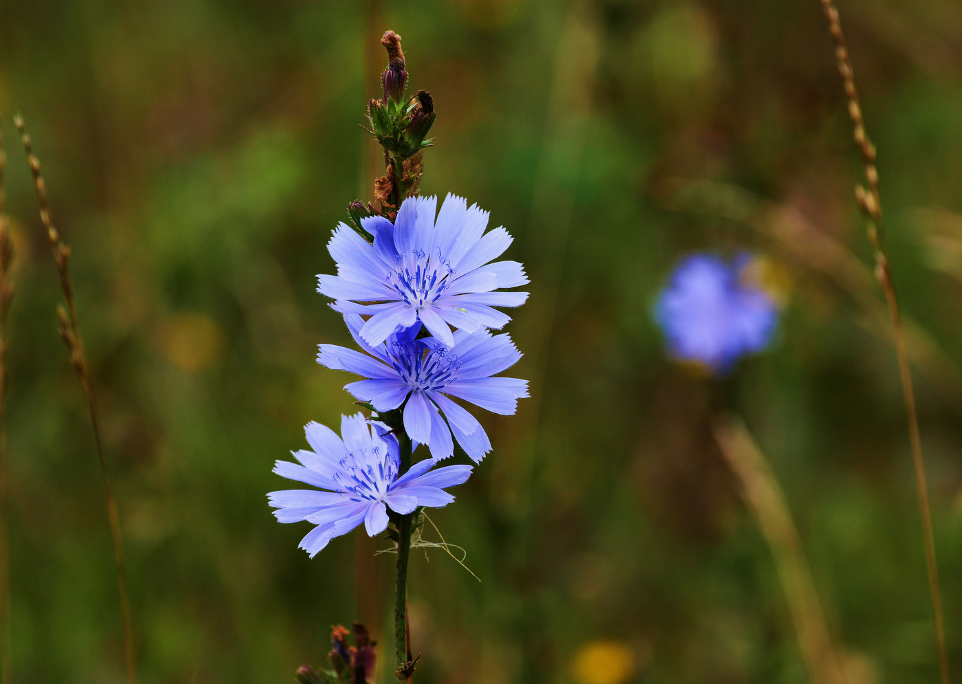 Как не любить мне вас, цветы?