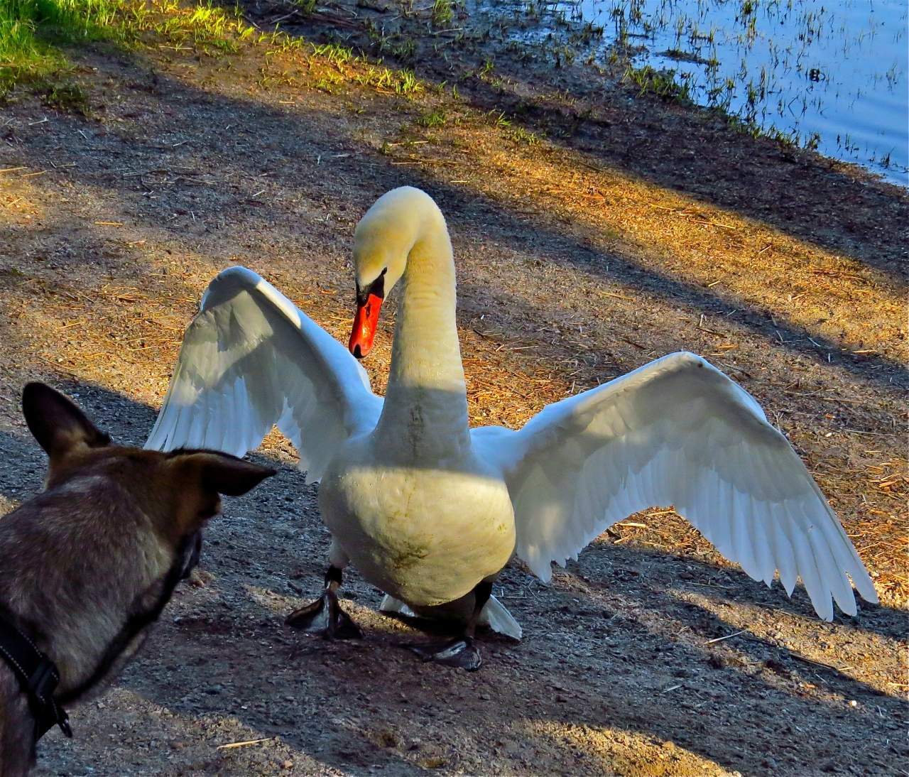 Отважное знакомство