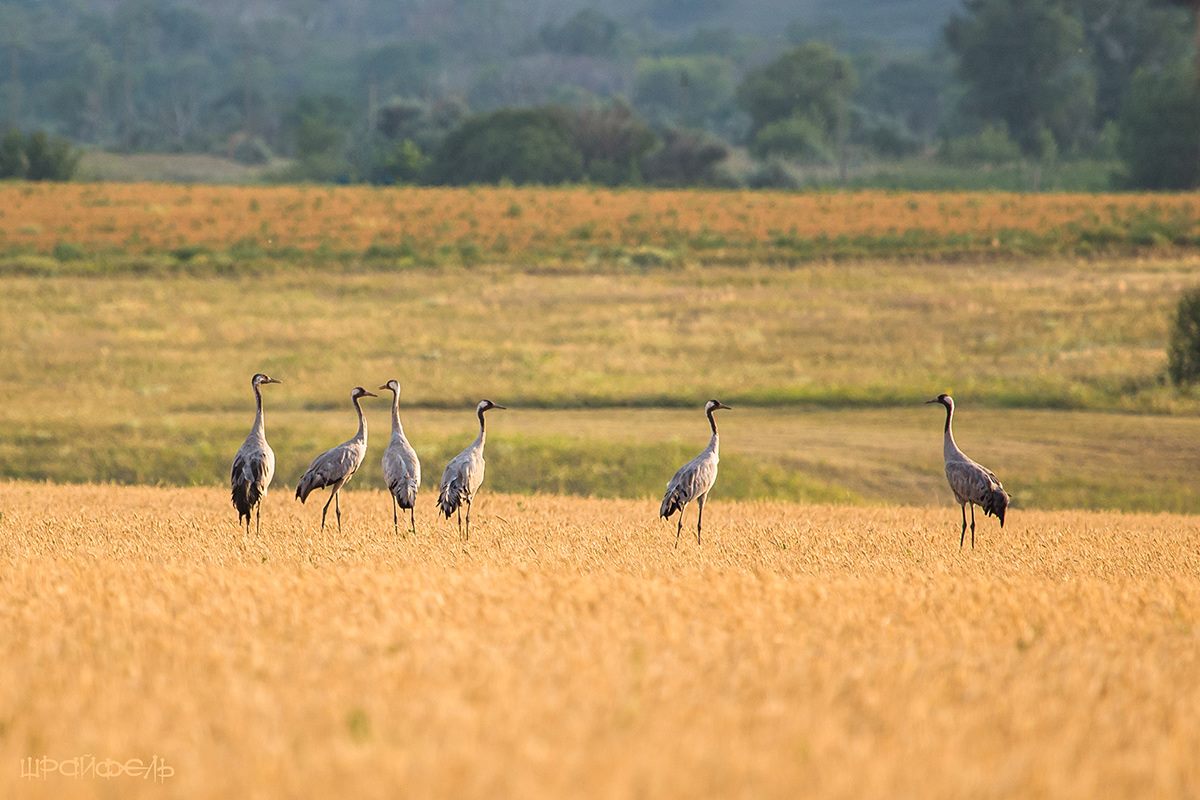 Пшеница и журавли