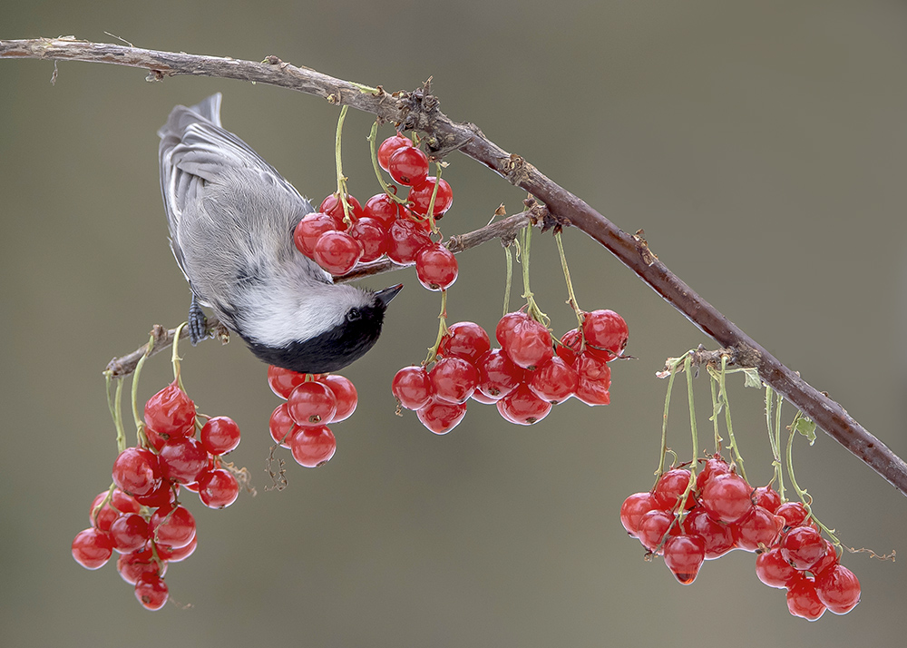 Какая тут по сочнее?