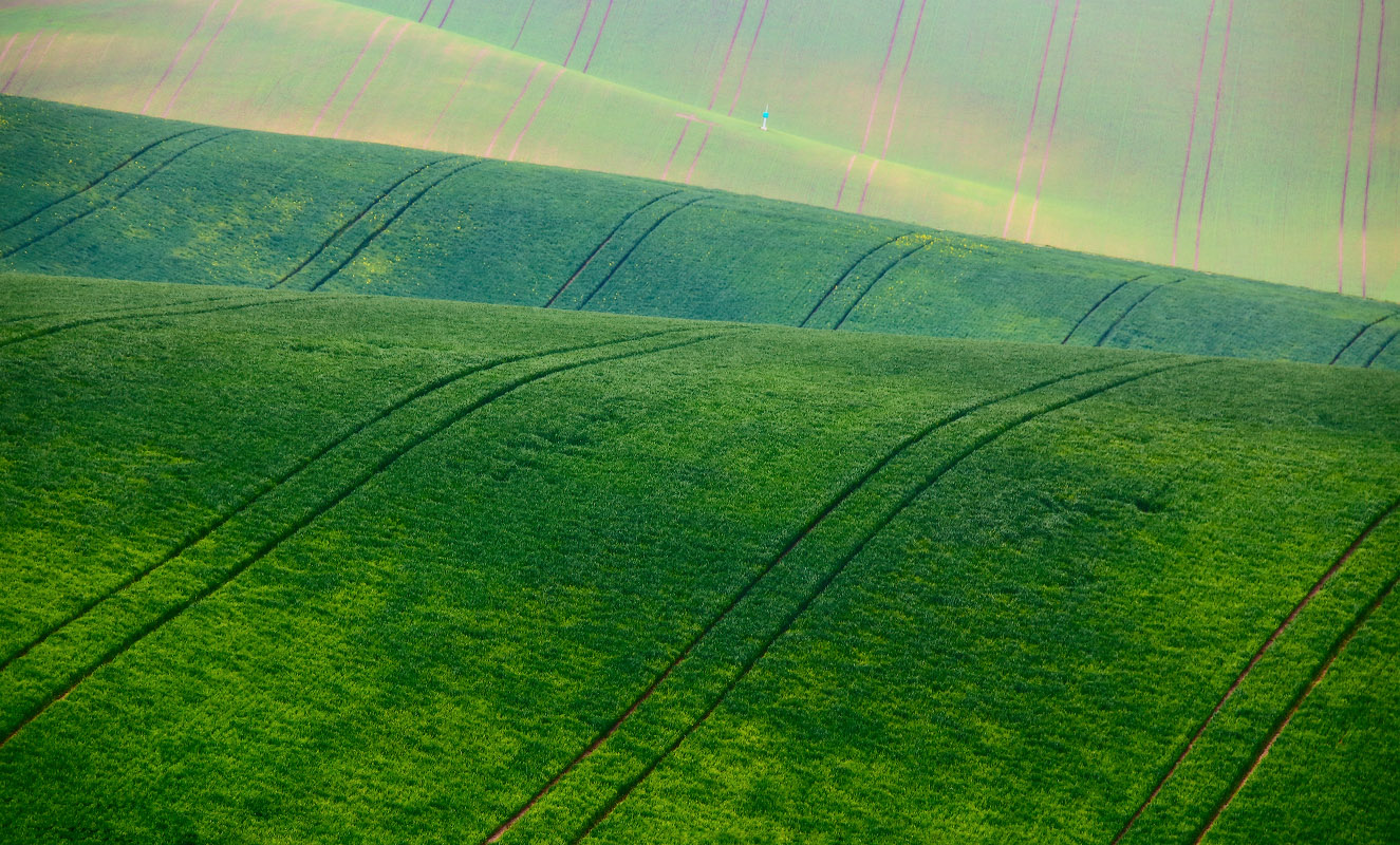 Зеленый бархат