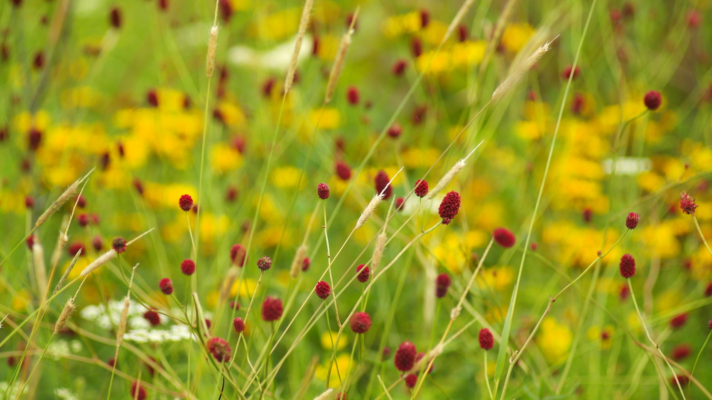 Лето в горошек.