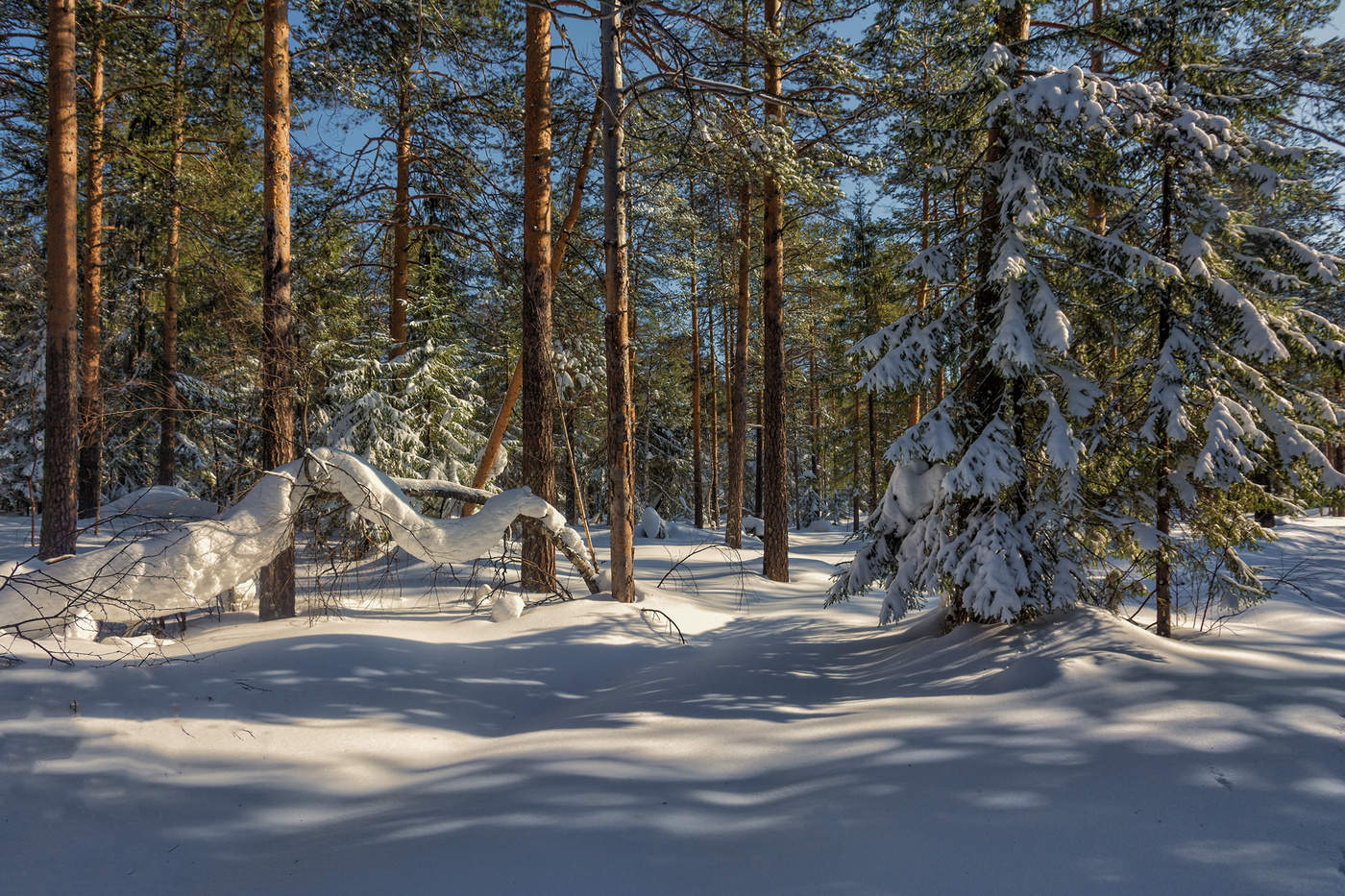 Снежная змейка