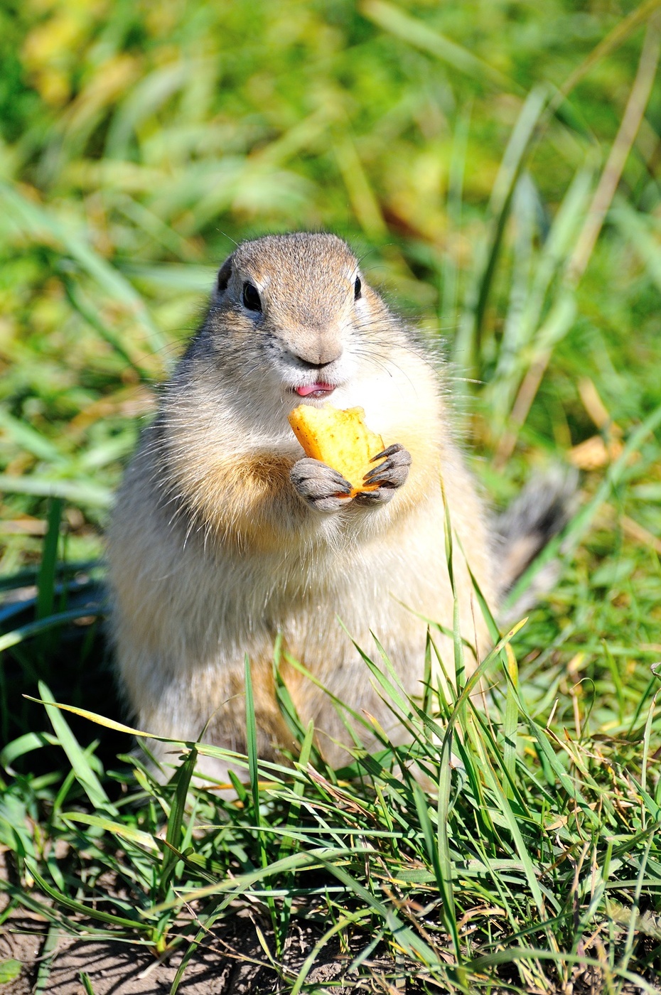 Суслик. Обед.