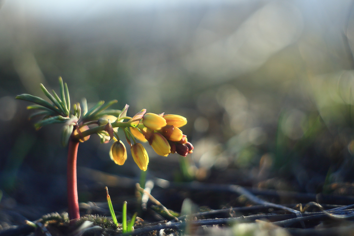 В утреннем свете