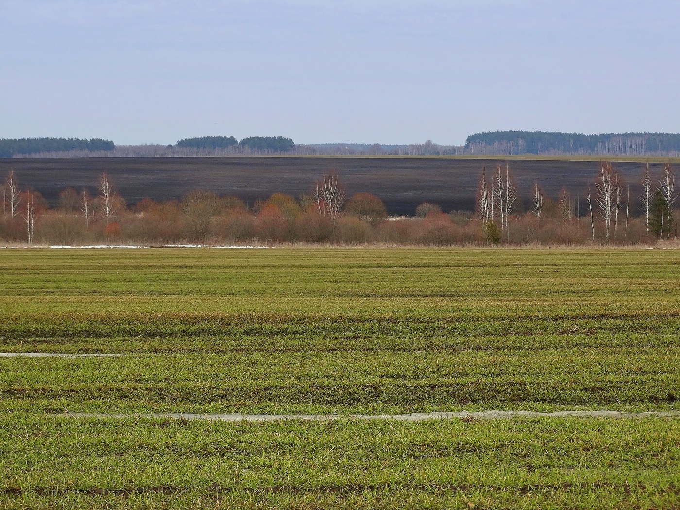 Весенние озимые