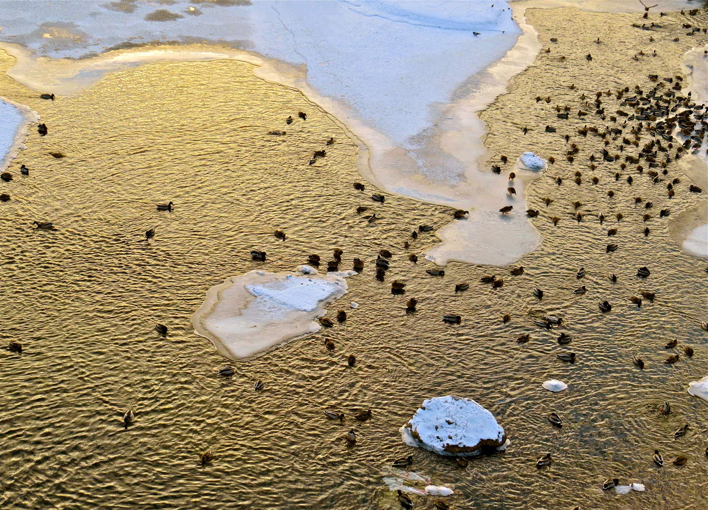 Утиная заводь