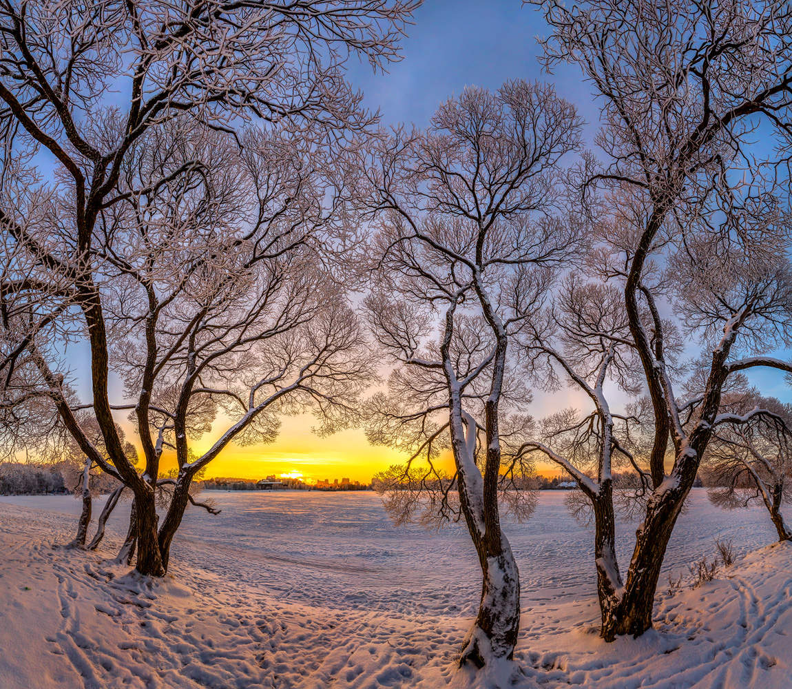 Узорные ивы.