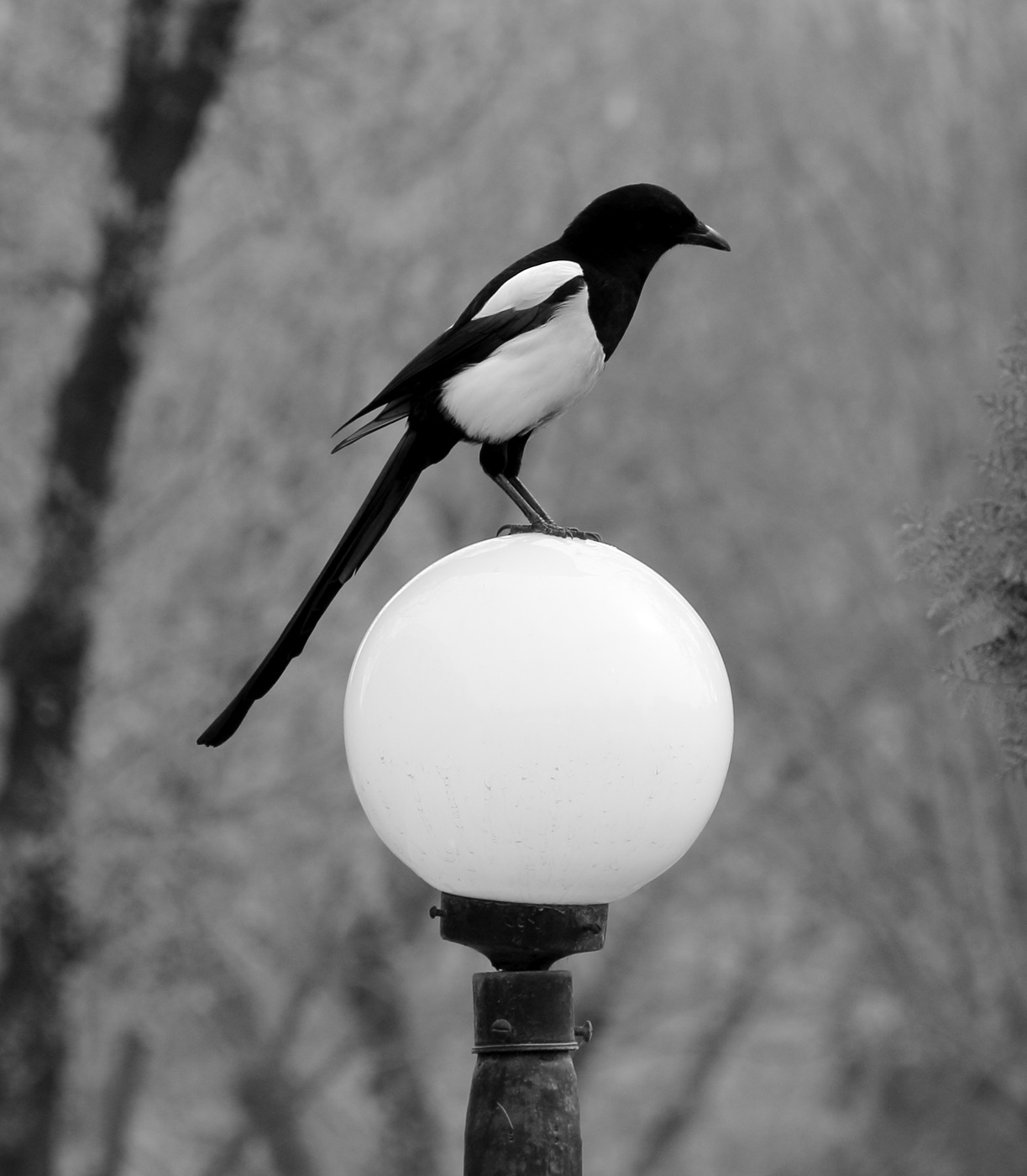 "Девочка на шаре"