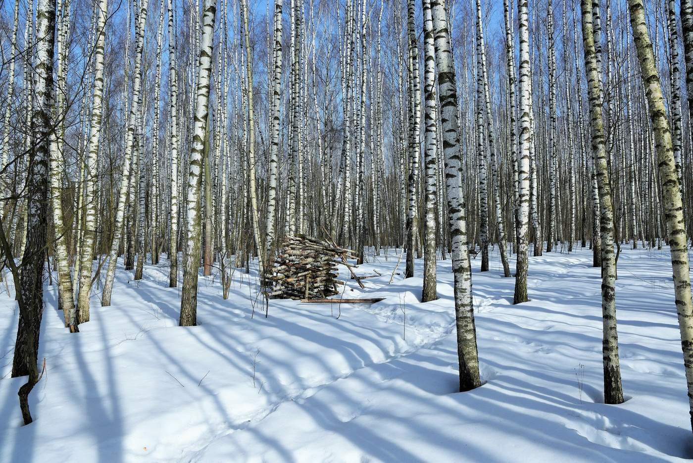 Березняк ...
