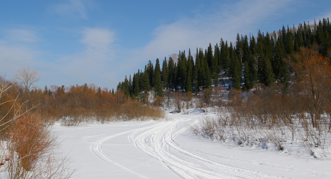 Тайгу пилят нещадно на дрова