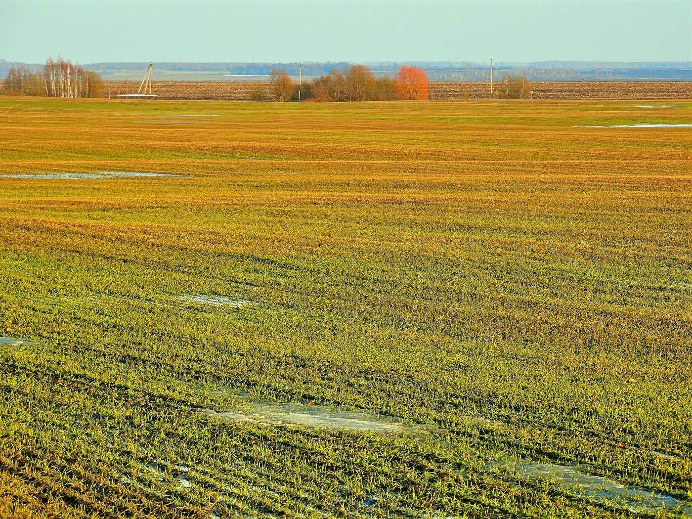 Озимые восстанавливаются