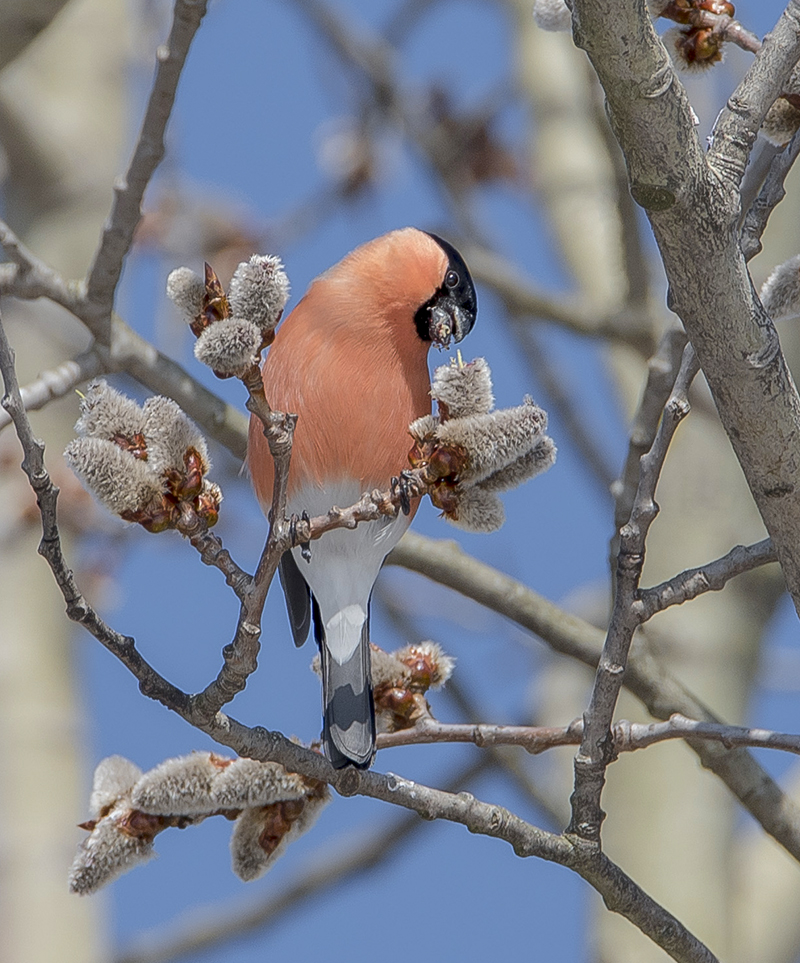 Весенний деликатес.