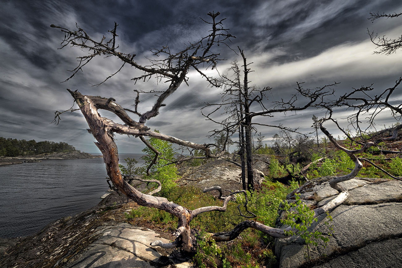 Там на неведомых дорожках Следы невиданных зверей......