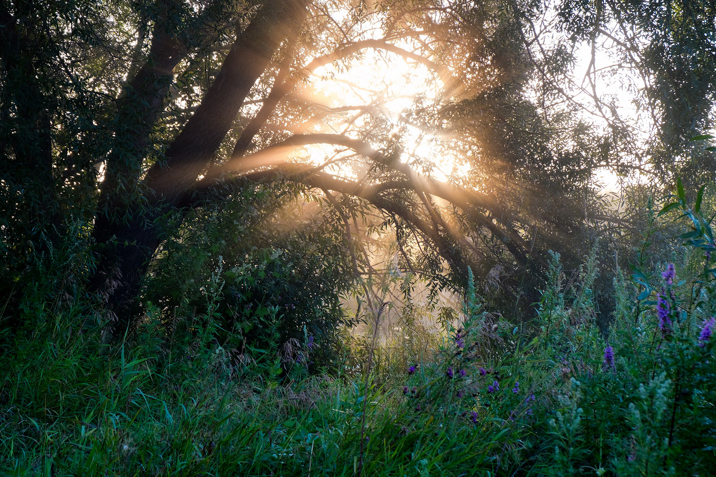 К солнцу по утренней росе...