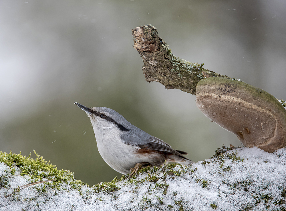 Картинка из леса.