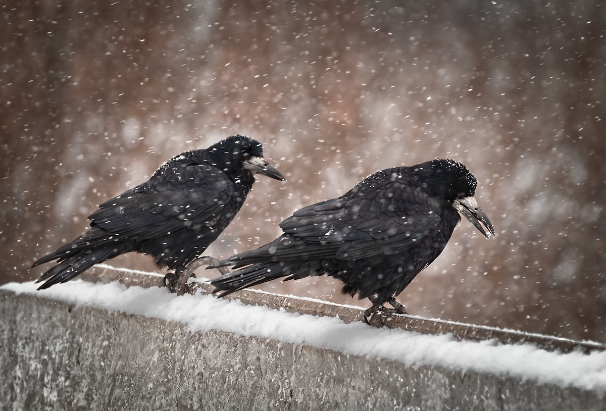 Мы думали это весна, а это оттепель