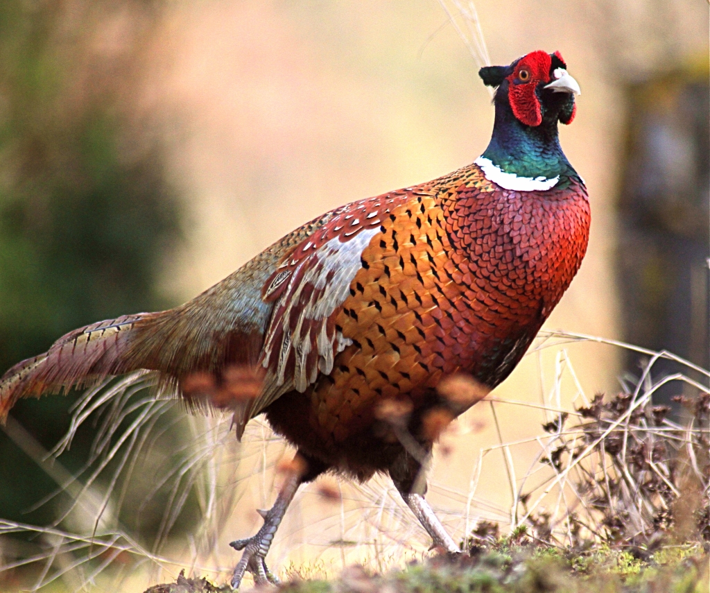 Беги, Фазан, беги!