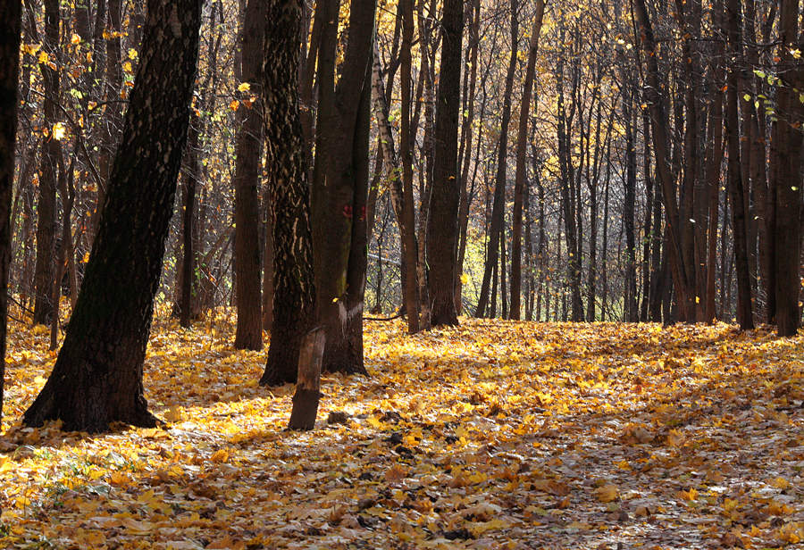 Шорох осенних листьев