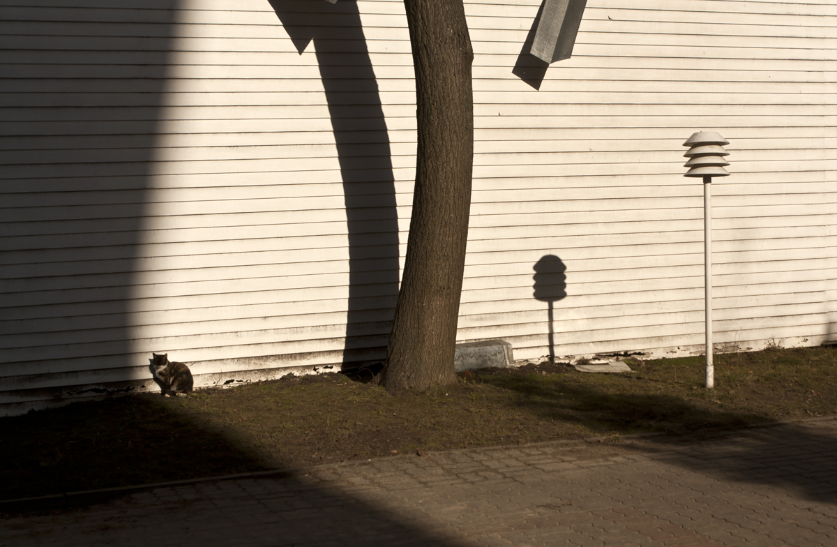 Кот и солнце