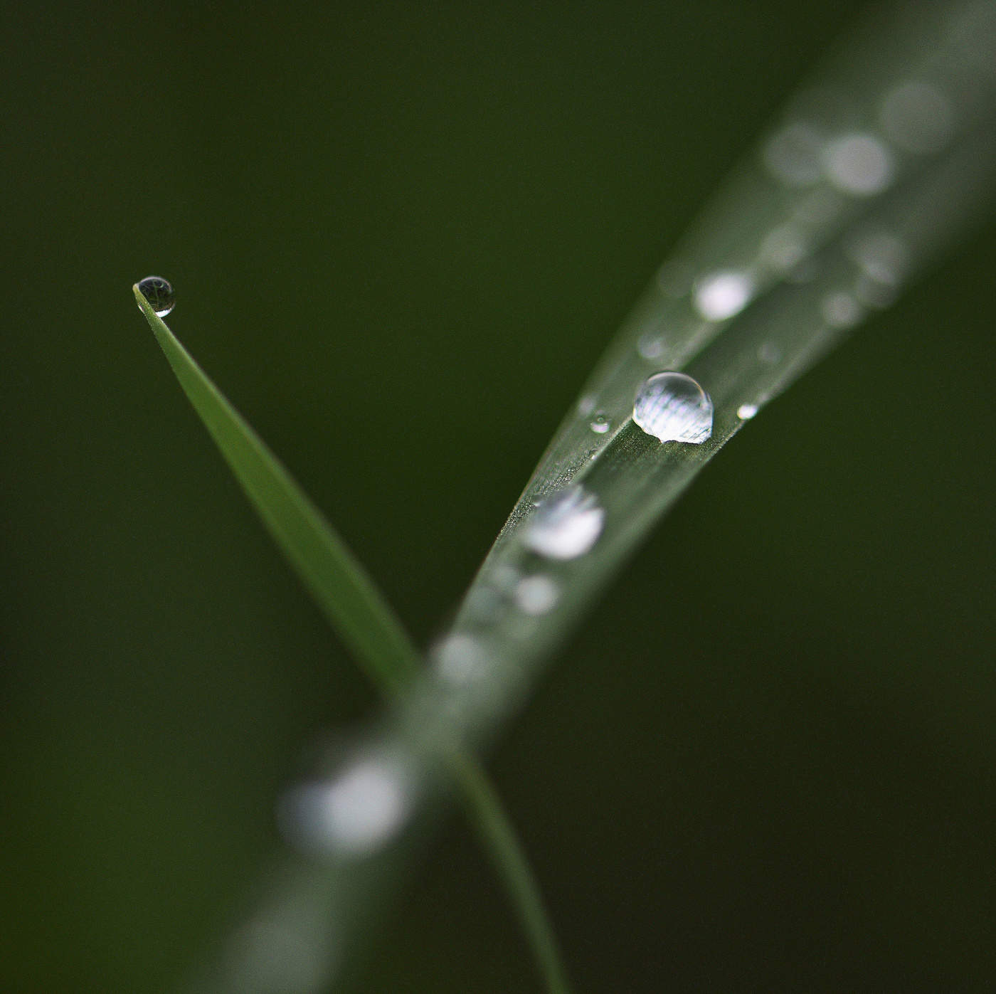 "Поутру на поле пала ..."