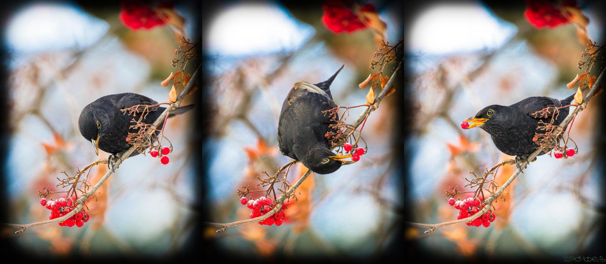 Трапеза черного дрозда