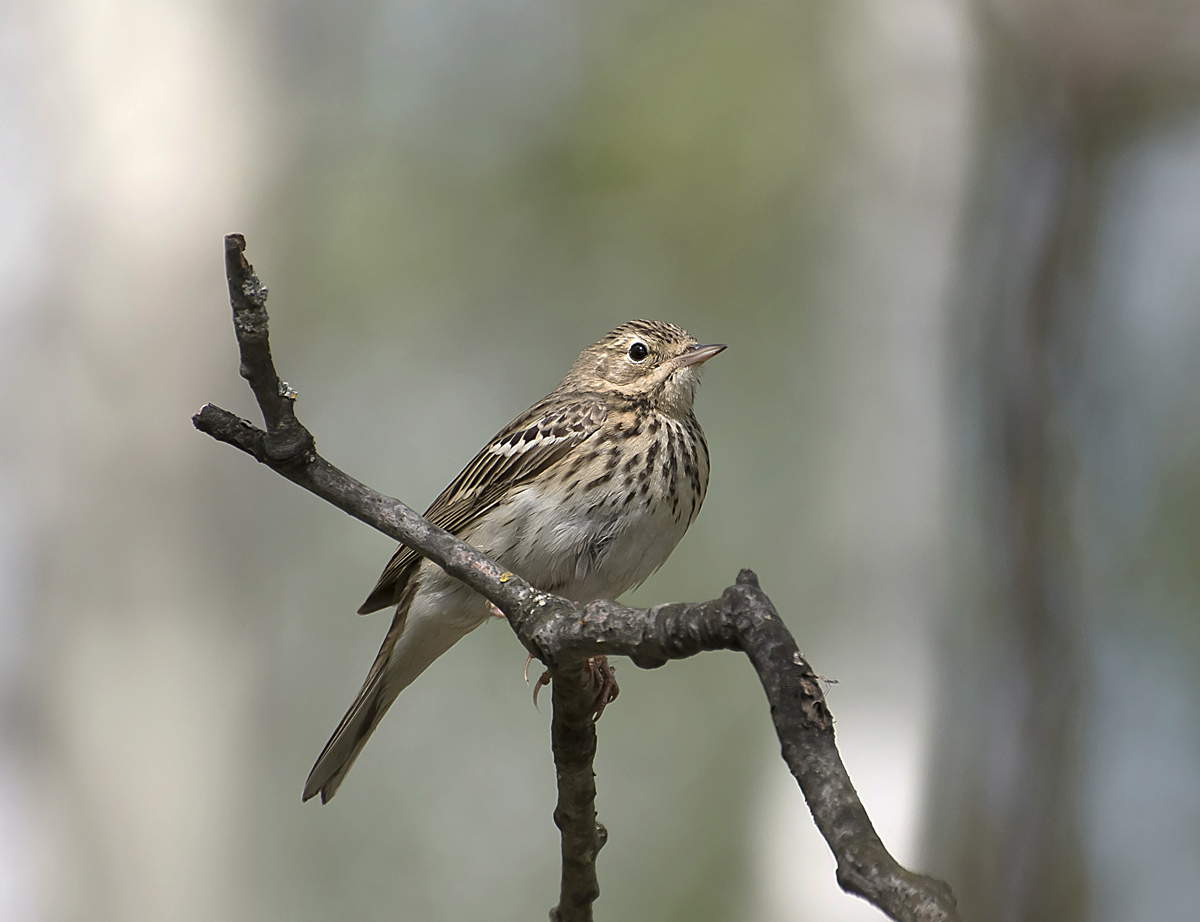Лесная картинка.